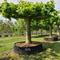 Tilia americana 'Nova' - Afbeelding 1020 mei 2022