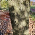 Liquidambar styraciflua - 3