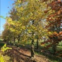 Liquidambar styraciflua - 7
