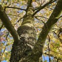 Liquidambar styraciflua - 6