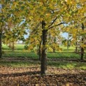 Liquidambar styraciflua - 5