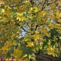 Liquidambar styraciflua - 4