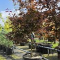 Acer palmatum 'Bloodgood' - Foto 1