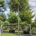 Quercus ilex - 1