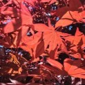 Acer palmatum 'Bloodgood' - 4