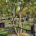 Parrotia persica - 4