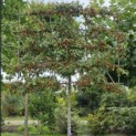Malus 'Evereste' - Foto 2