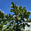 Quercus pontica - 1