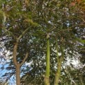 Acer palmatum 'Inaba Shidare' - Foto 3