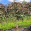 Acer palmatum 'Inaba Shidare' - Foto 2