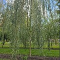 Salix x sepulcralis 'Chrysocoma' - Foto 2