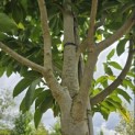 Magnolia 'Wada's Memory' - Foto 2