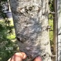 Cedrus deodara 'Aurea' - 1