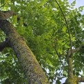 Koelreuteria paniculata - 1