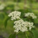 Cornus controversa - 1