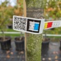 Malus domestica 'Jonagold' - Foto 1