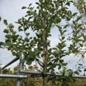 Malus domestica 'Jonagold' - Foto 2
