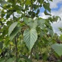 Davidia involucrata 'Sonoma' - 4