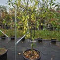 Prunus domestica 'Opal' - Foto 4