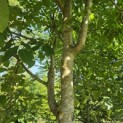 Juglans Regia - 1
