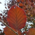 Fagus sylvatica 'Atropunicea' - Foto 4