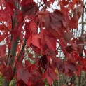 Acer Rubrum. - 1