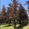 Fagus sylvatica 'Atropunicea' - Foto 2