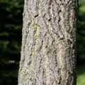 Ginkgo biloba - 1