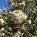 Viburnum 'Pragense' - 3
