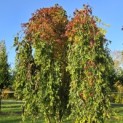 Acer palmatum 'Ryusen' - 1