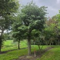 Tilia Tomentosa - Foto 3