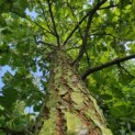 Quercus cerris - augustus 2026