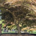 Acer palmatum 'Garnet' - 1