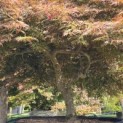 Acer palmatum 'Garnet' - 2