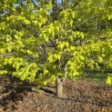 Fagus sylvatica 'Rohan Gold' - 1