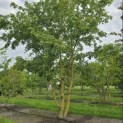 Acer campestre - 3