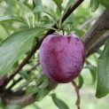 Prunus domestica 'Opal' - Foto 1