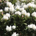 Rhododendron 'Cunningham's White' - impressie bloei in april