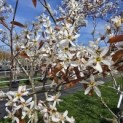 Amelanchier lamarckii - 1