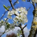 Prunus domestica Reine Claude 'Verte' - bloesem maart 2024