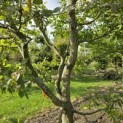 Carpinus Betulus - 1