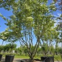 Cornus kousa 'Milky Way' - 3