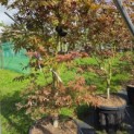 Acer palmatum 'Sumi-Nagashi' - 1