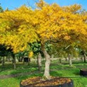 Acer palmatum 'Dissectum' - Foto 1