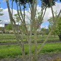 Prunus laurocerasus 'Caucasica' - Foto 2
