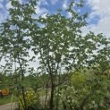 Acer griseum - 5