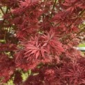 Acer palmatum 'Jerre Schwartz' - Foto 1