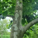 Platanus x hispanica - Afbeelding 4