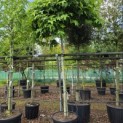 Liquidambar styraciflua 'Gum Ball' - juni 2026