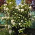 Rhododendron 'Cunningham's White' - Foto 1